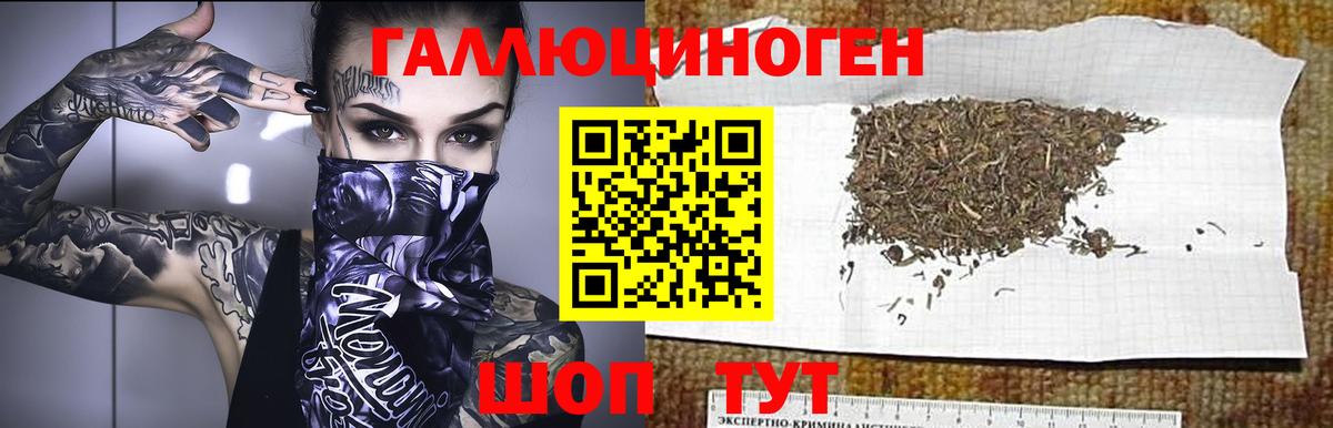 Галлюциногенные грибы Psilocybine cubensis Якутск